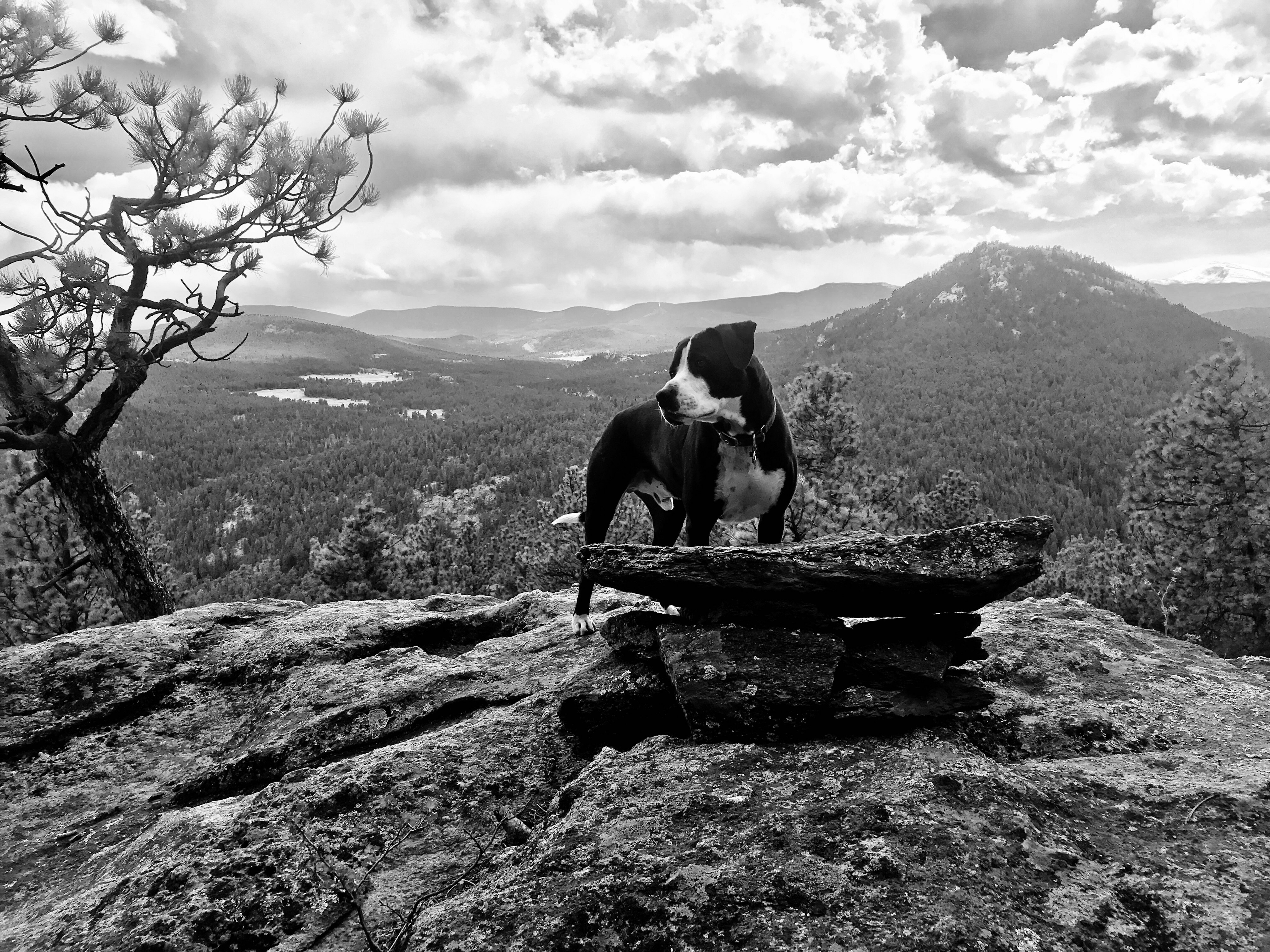 Best Hiking Trails For Your Pet-image