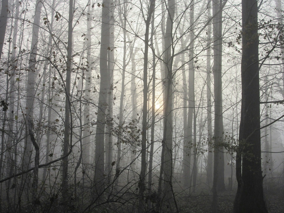 Wicked Wanderings: What You Need to Know About This Spooky Event-image