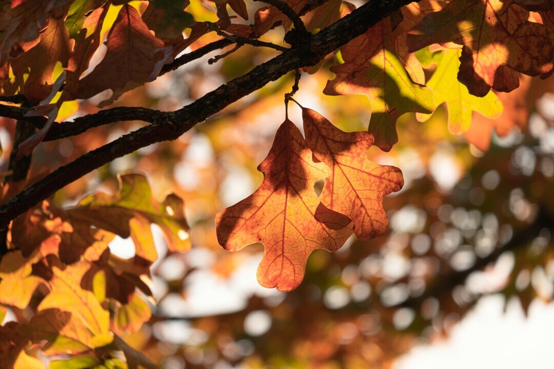 Want to See the Fall Colors Before They’re Gone? Enjoy These Last-Minute Spots Near Gunbarrel-image