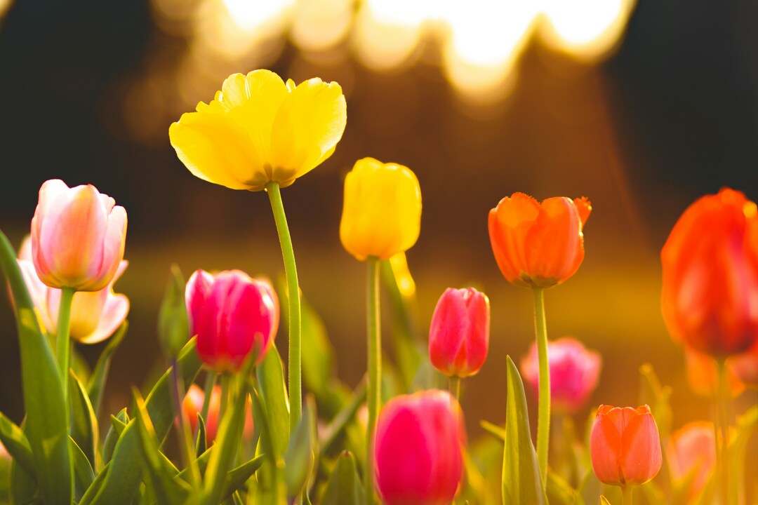 Events in Boulder, Colorado this April-image