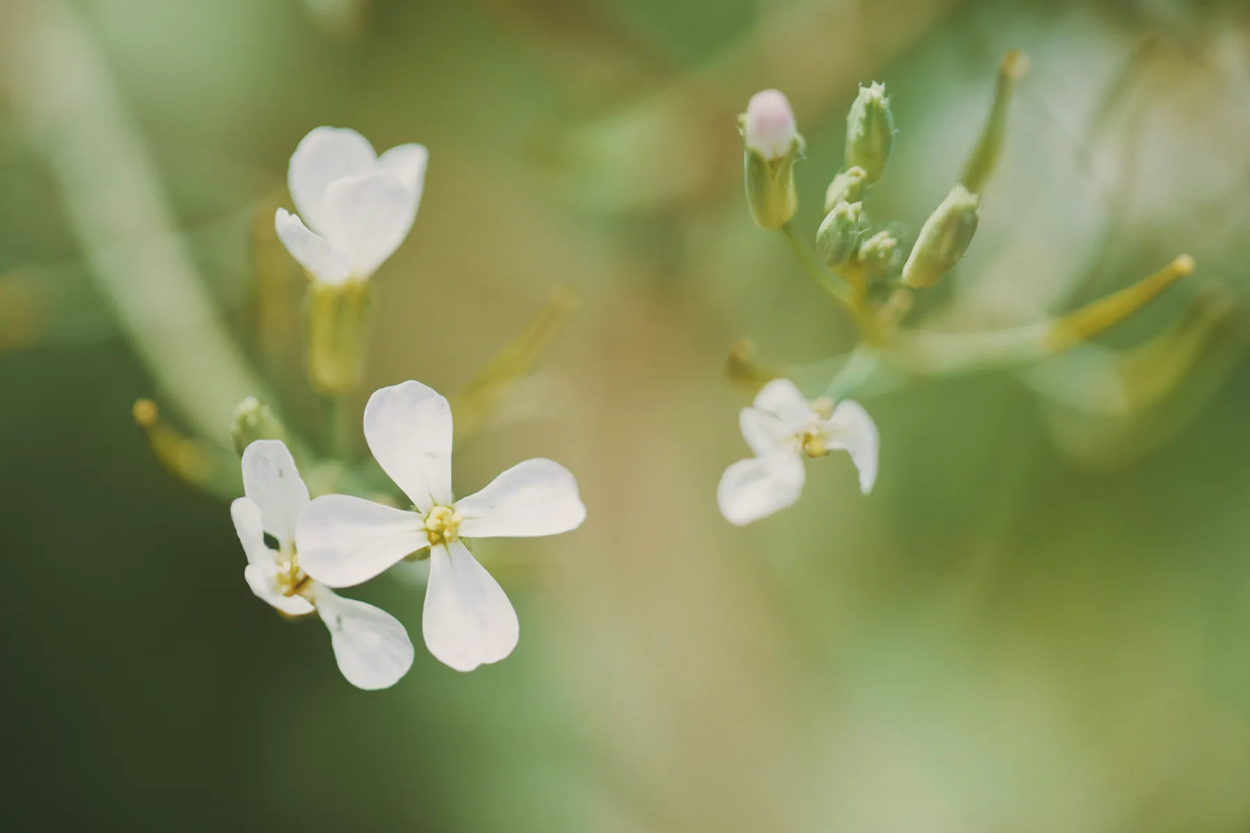 Late-Season Gardening Guide-image