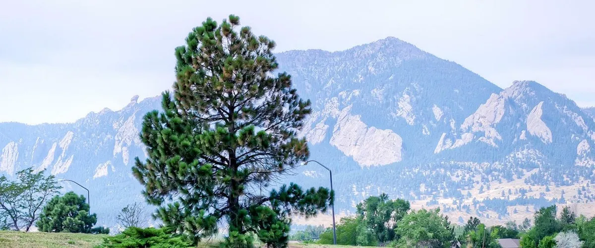 Flatiron View