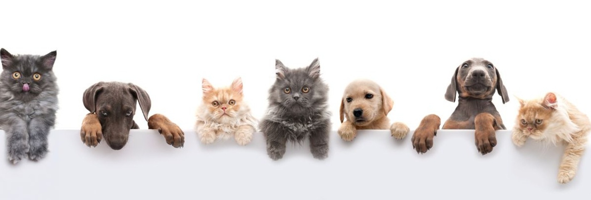 pets
