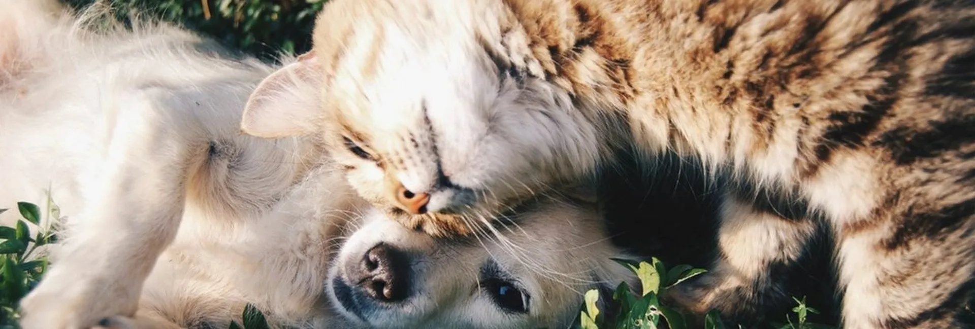 pets