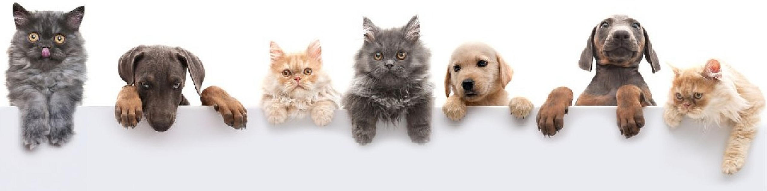 pets