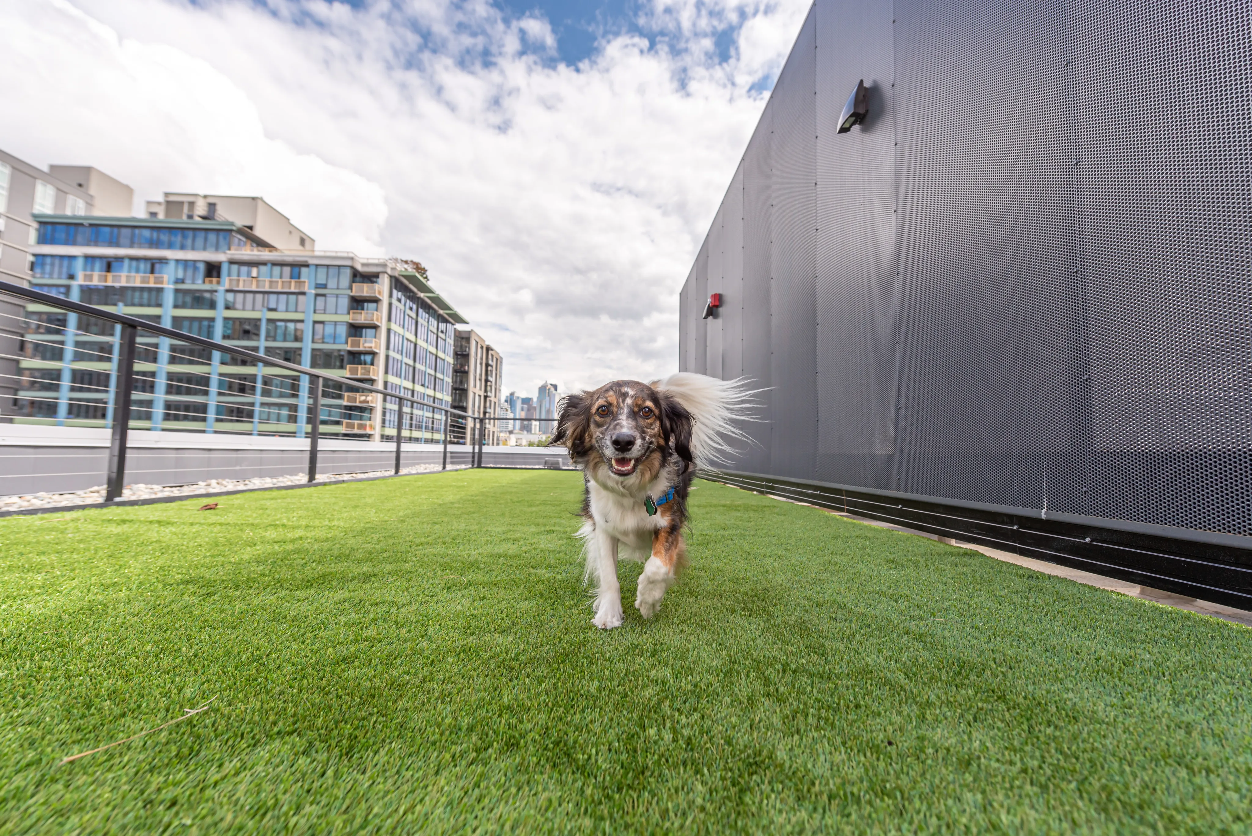 dog run