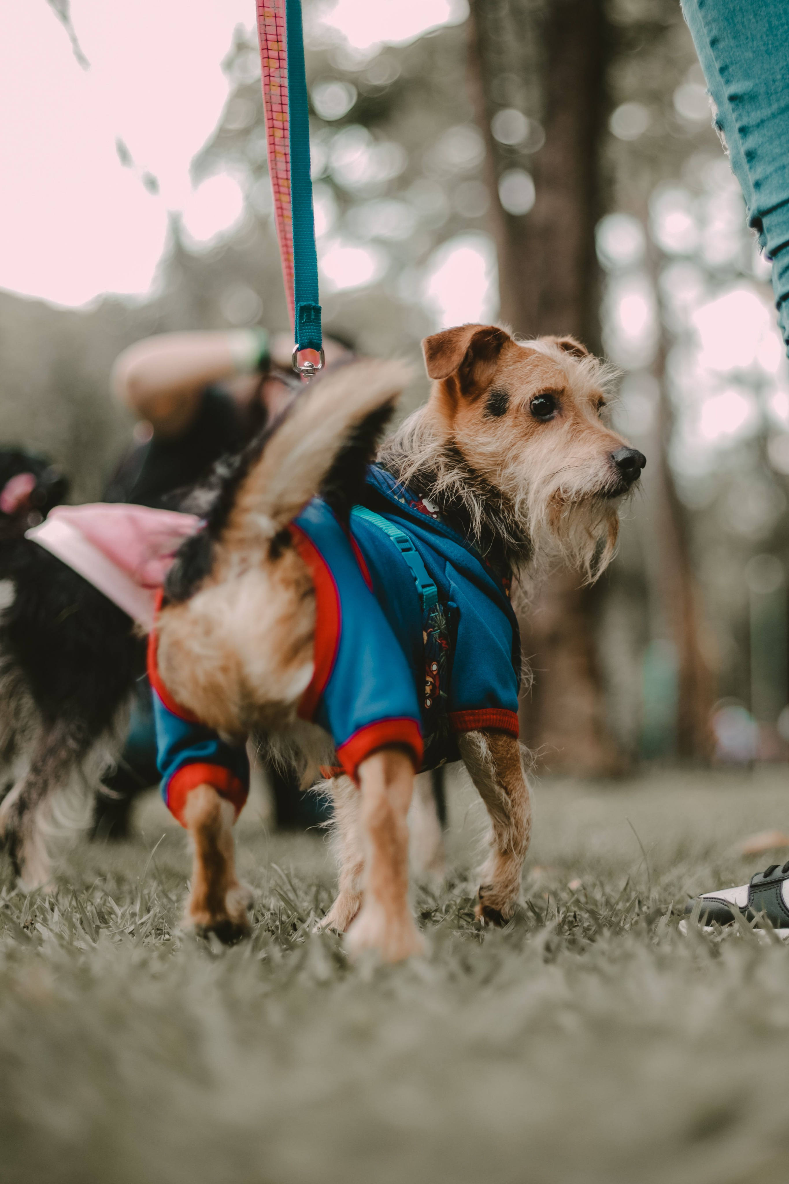Image of Pet Friendly Community for The Habitat
