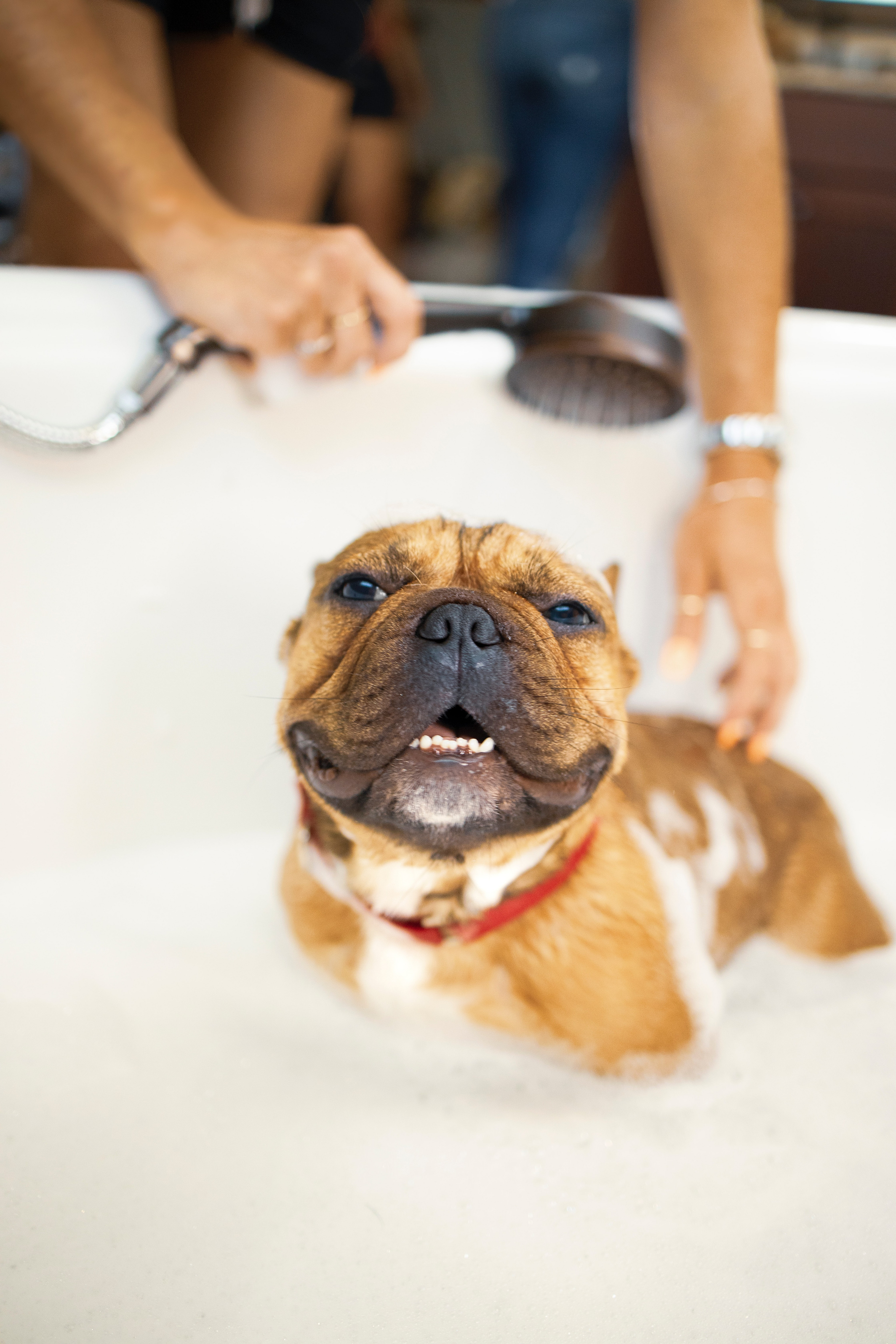 Aperture On Fifth Dog Wash and Grooming Station