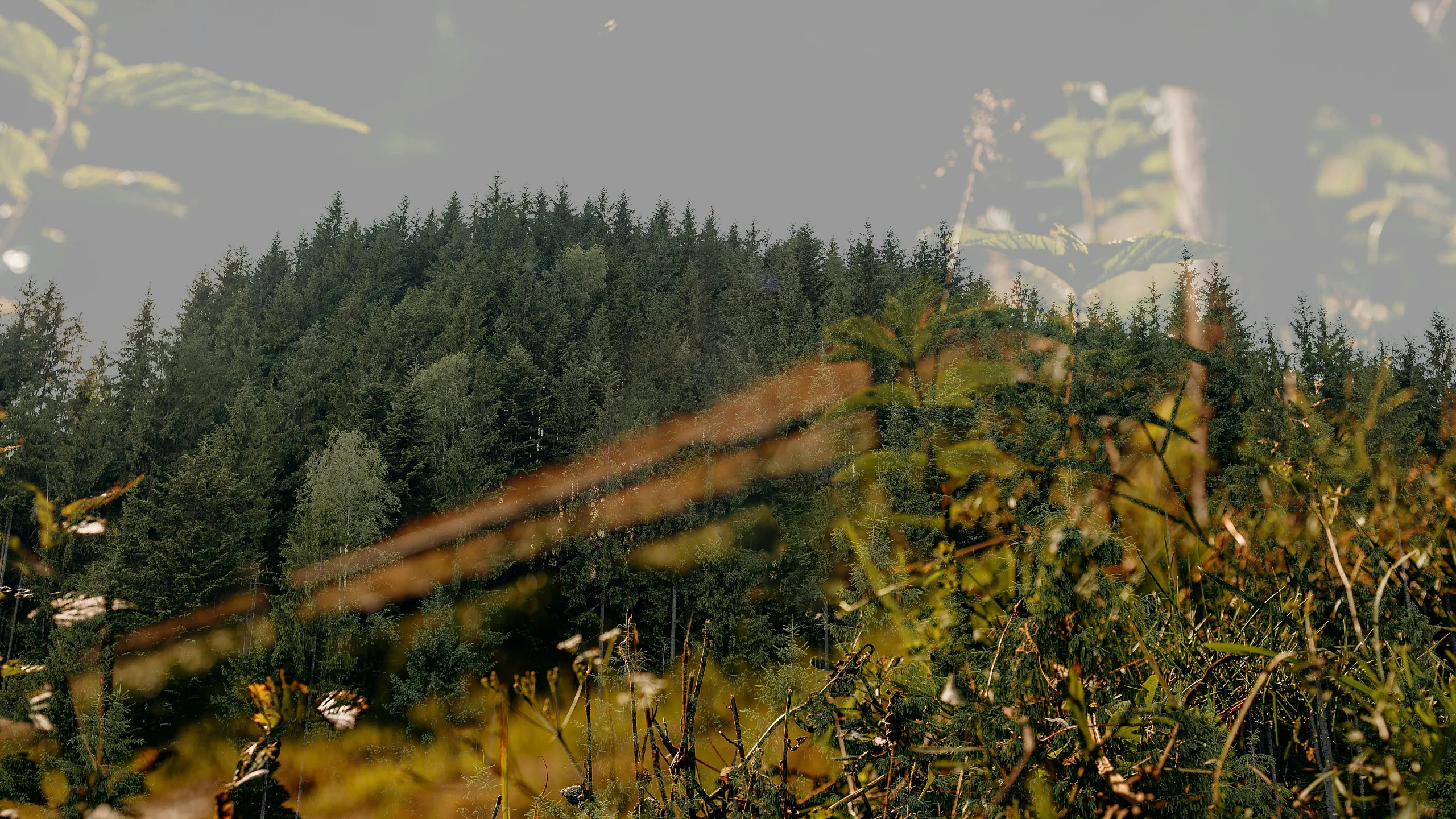 Artistic double exposure of a forested hillside with evergreen trees blended with wildflowers and foliage in the foreground.