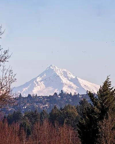 Snow-capped Mount Hood rising above a forested landscape with clear blue skies in the background.