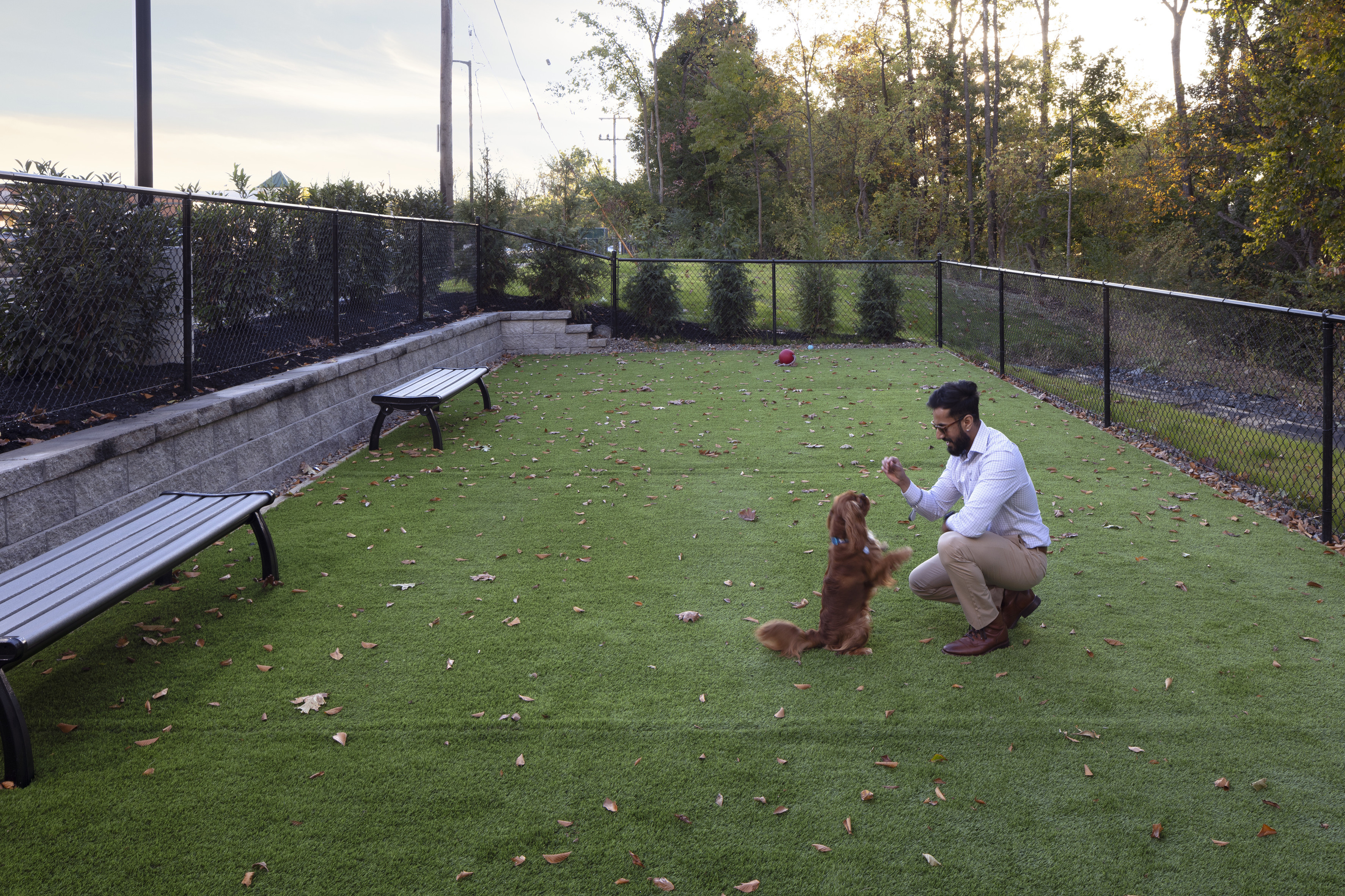 Man training a small brown dog in a fenced dog park with artificial grass, benches, and trees.