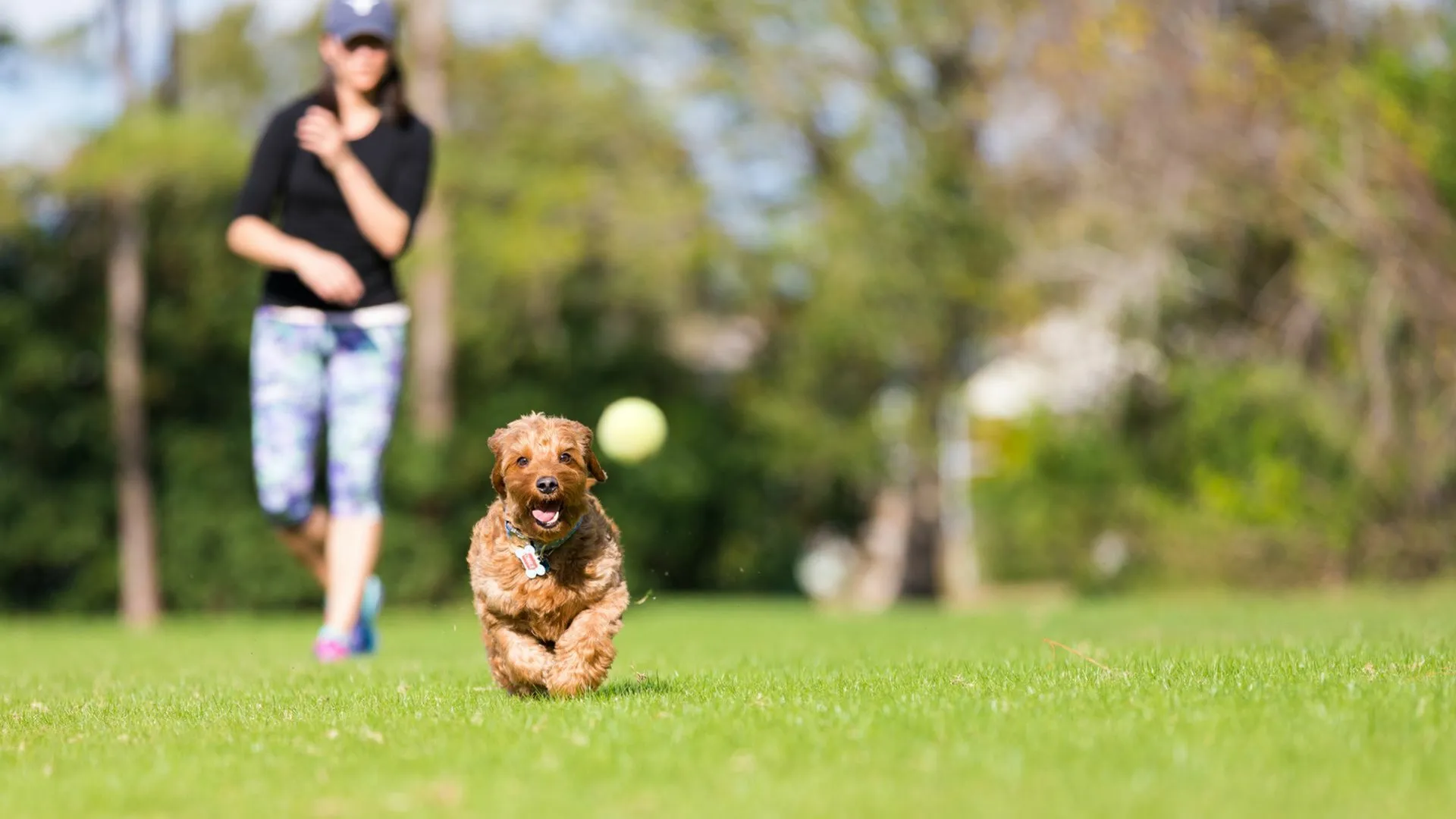A happy dog running enthusiastically on green grass, with a blurred person in activewear in the background, capturing a playful outdoor moment.