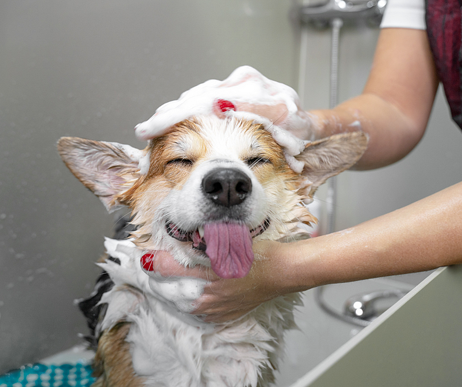 Cute dog enjoying a relaxing bath with lots of sudsy bubbles; a joyful moment for pet grooming.