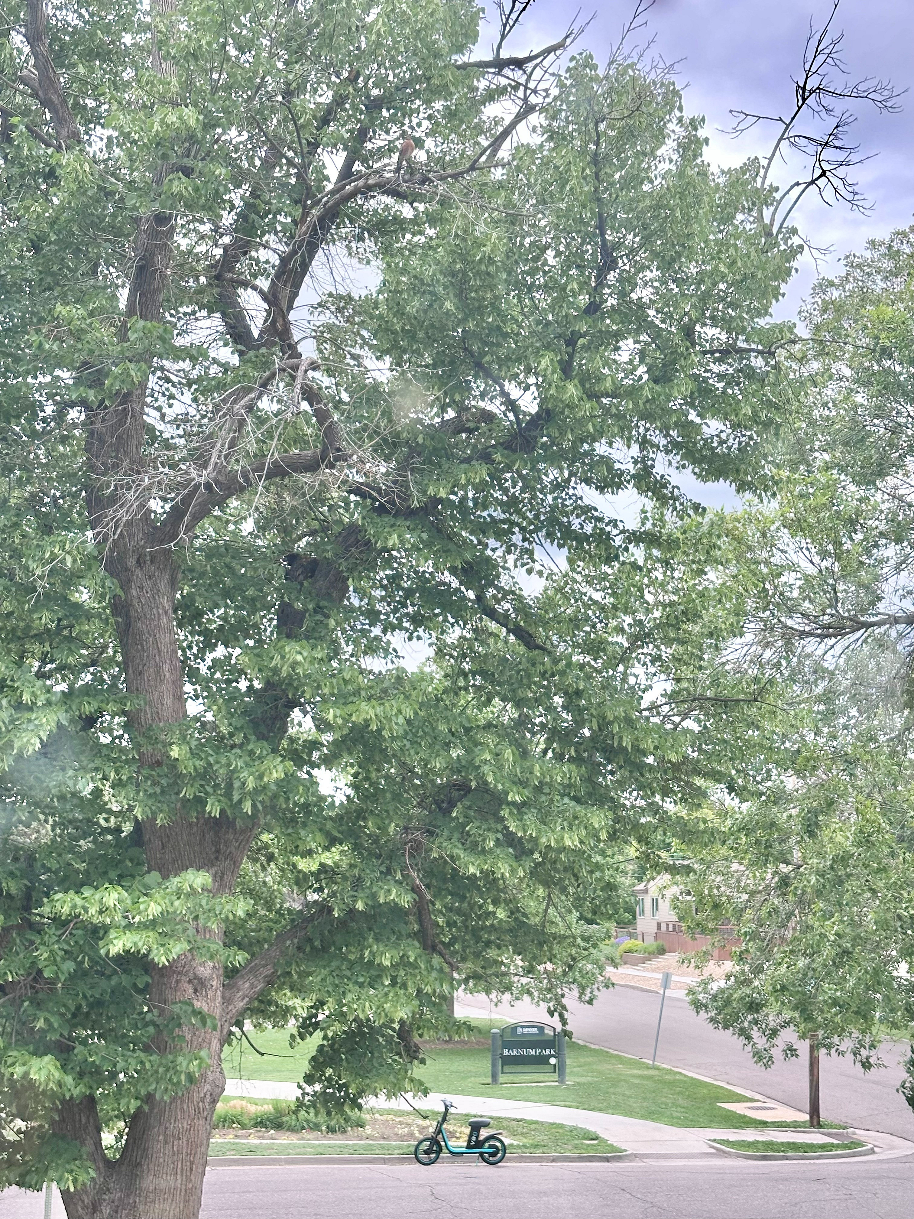 Charming neighborhood view featuring lush green trees and a modern electric scooter parked by the serene Barnes Park entrance.