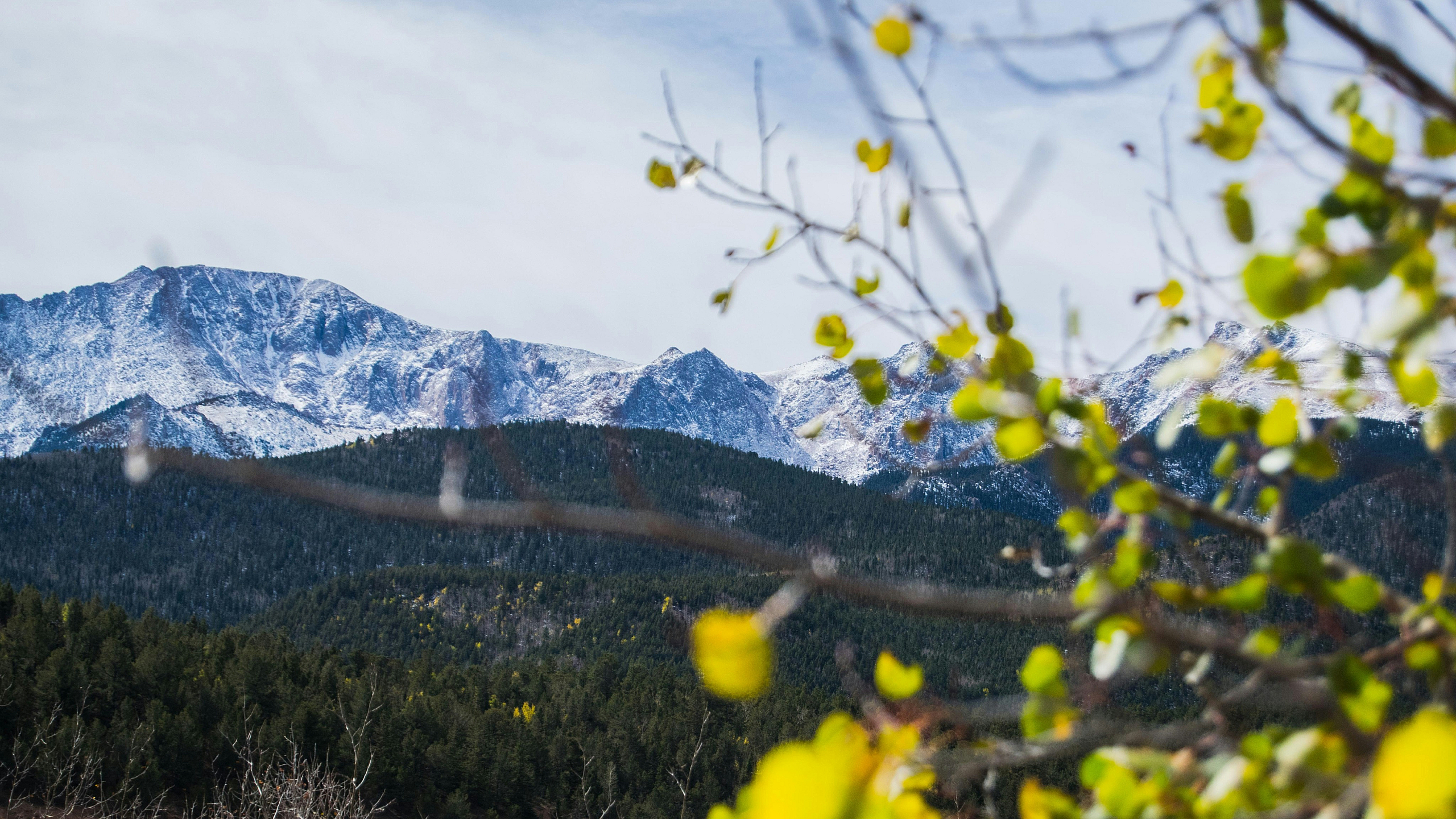 Breathtaking view of snow-capped mountains and lush green forests framed by vibrant blooming branches.