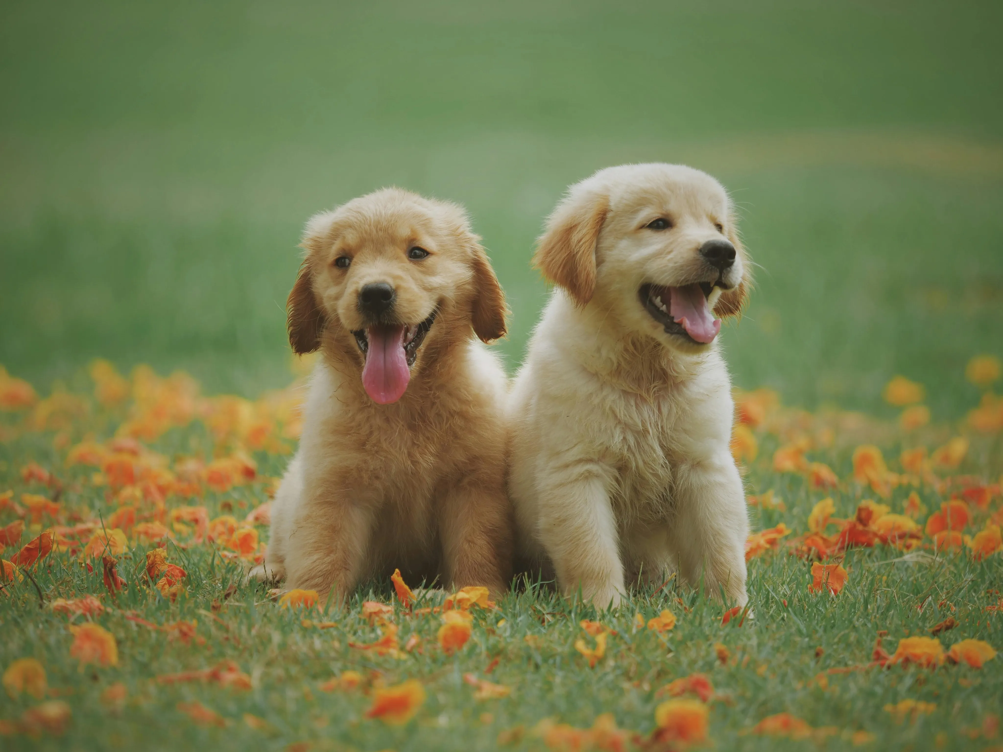 The Best Pet-Friendly Apartments in Coral Springs | Marquis Coral Springs-image
