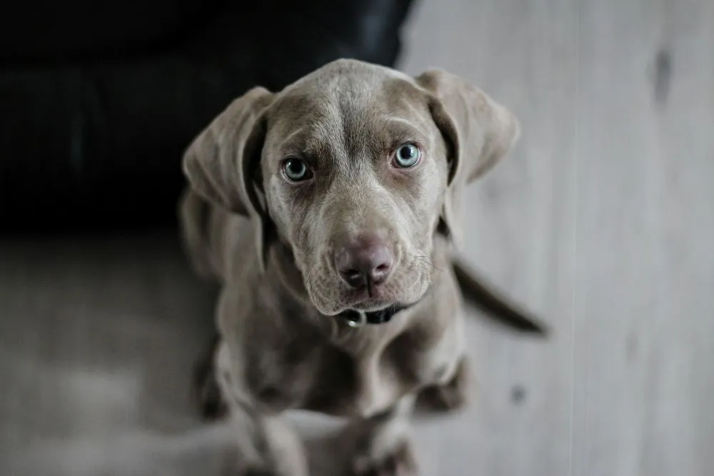 10 Expert Tips for Living in Pet-Friendly Apartments in Coral Springs, FL-image