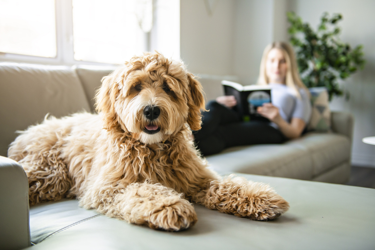 Encore Luxury Residences | Pet-Friendly Apartments in Little River-image