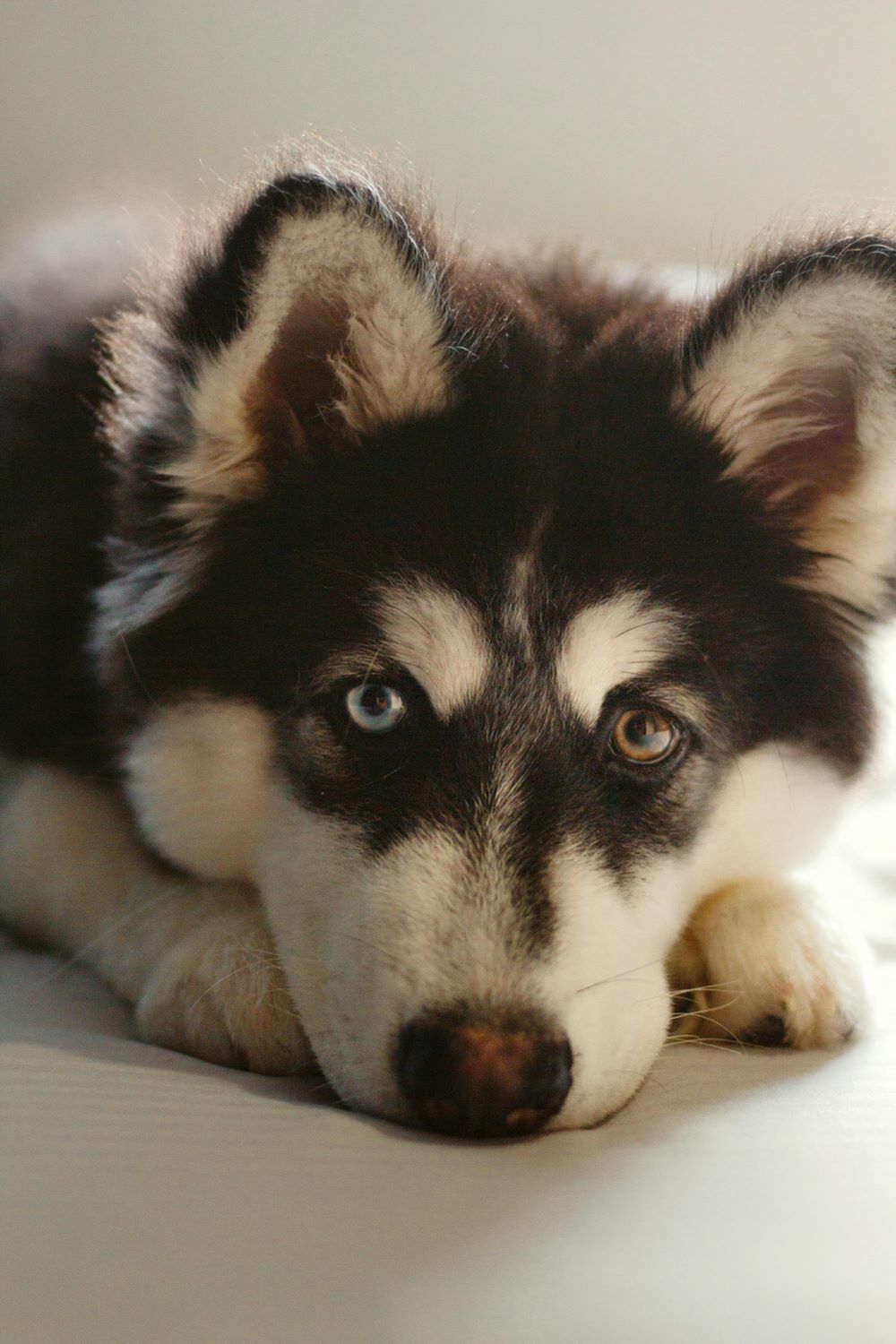 Pet-Friendly Apartment Living-image