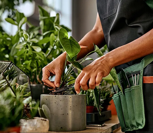 Close-up of hands carefully tending to an indoor plant arrangement with lush green foliage.