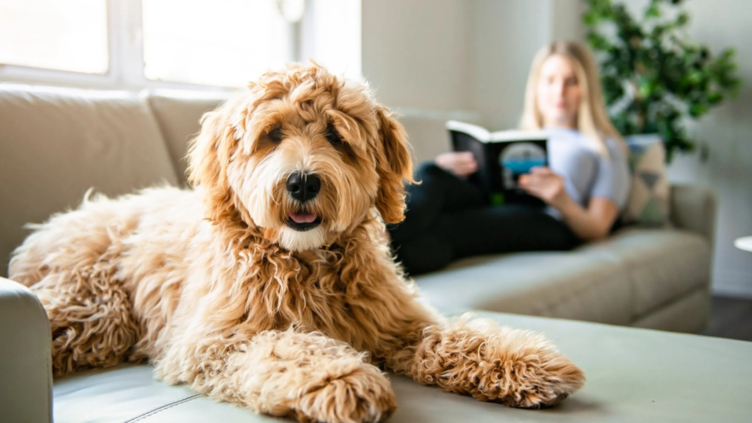 A fluffy dog lounging on a comfortable sofa in a sunlit living room with a person reading in the background.