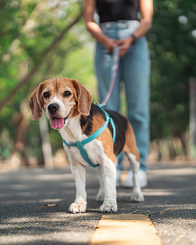 Charming beagle on a leash, exploring a sunlit pathway lined with lush trees.