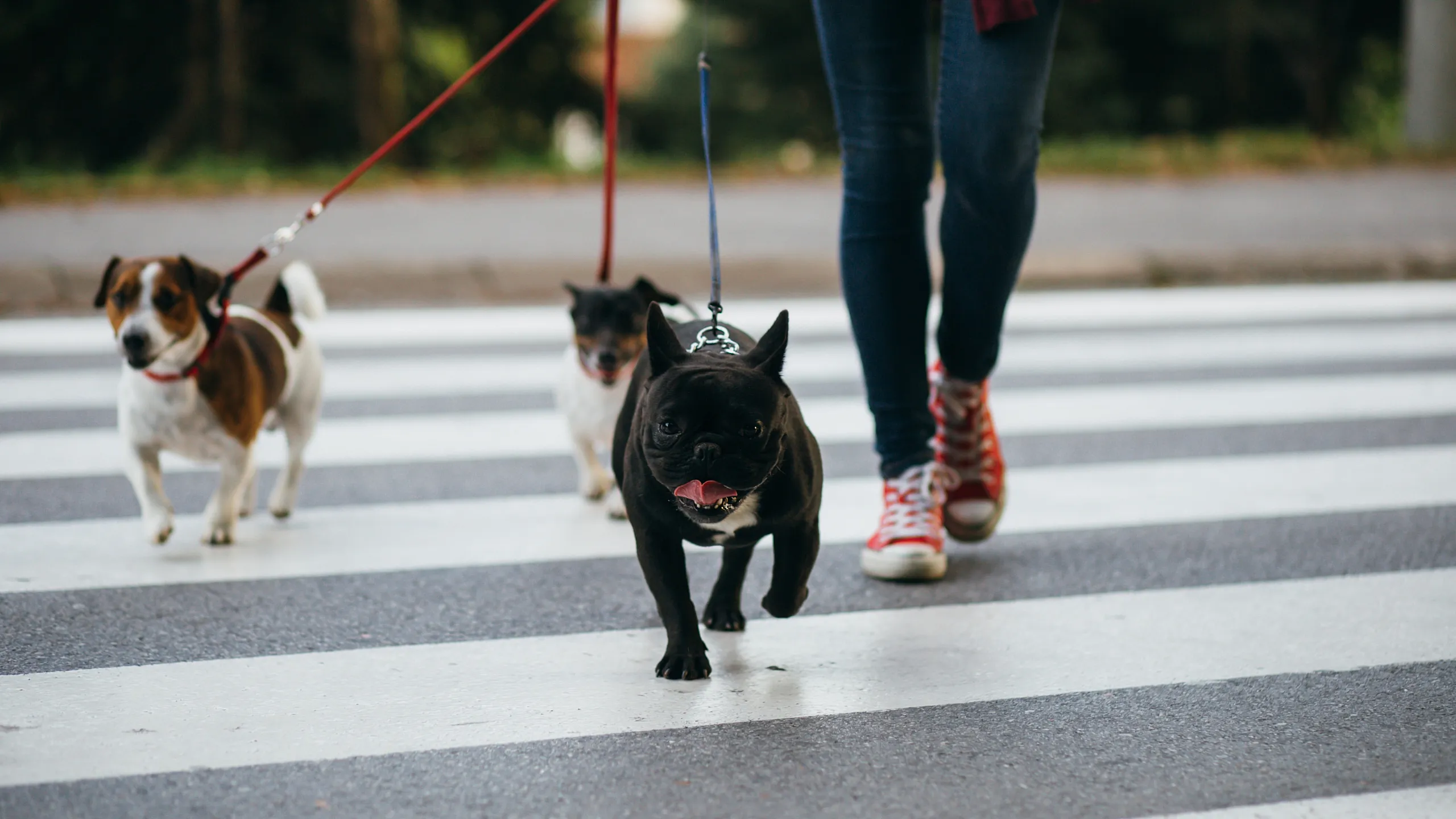 Person walking three small dogs on leashes across a city crosswalk.