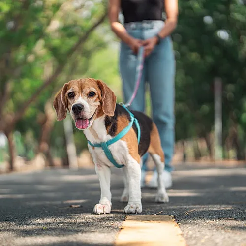 A beagle on a leash enjoying a walk in a tree-lined park.