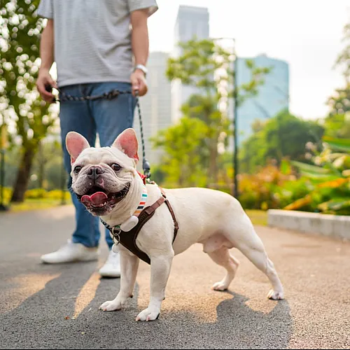 Happy French Bulldog on a leash walking with owner along a vibrant city path.