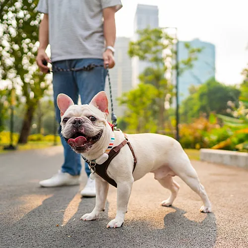 Charming French Bulldog on a leash enjoying a walk in a vibrant city park.