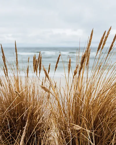 Calm beach landscape with golden grass and a tranquil ocean backdrop.