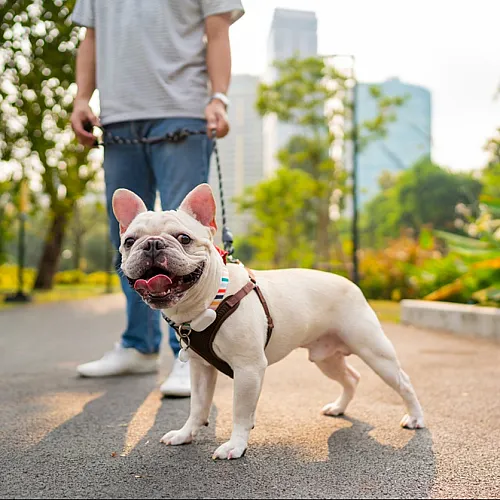 Playful French Bulldog on a city sidewalk with a leash and owner, surrounded by greenery.