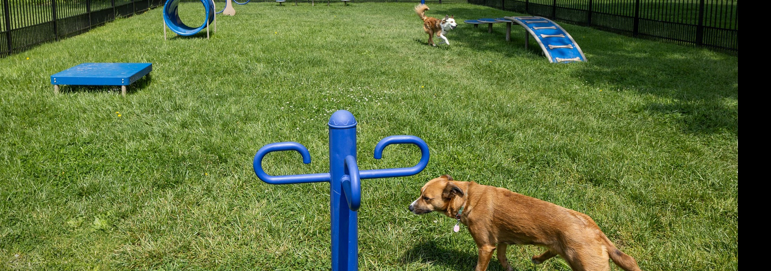 Bark Park