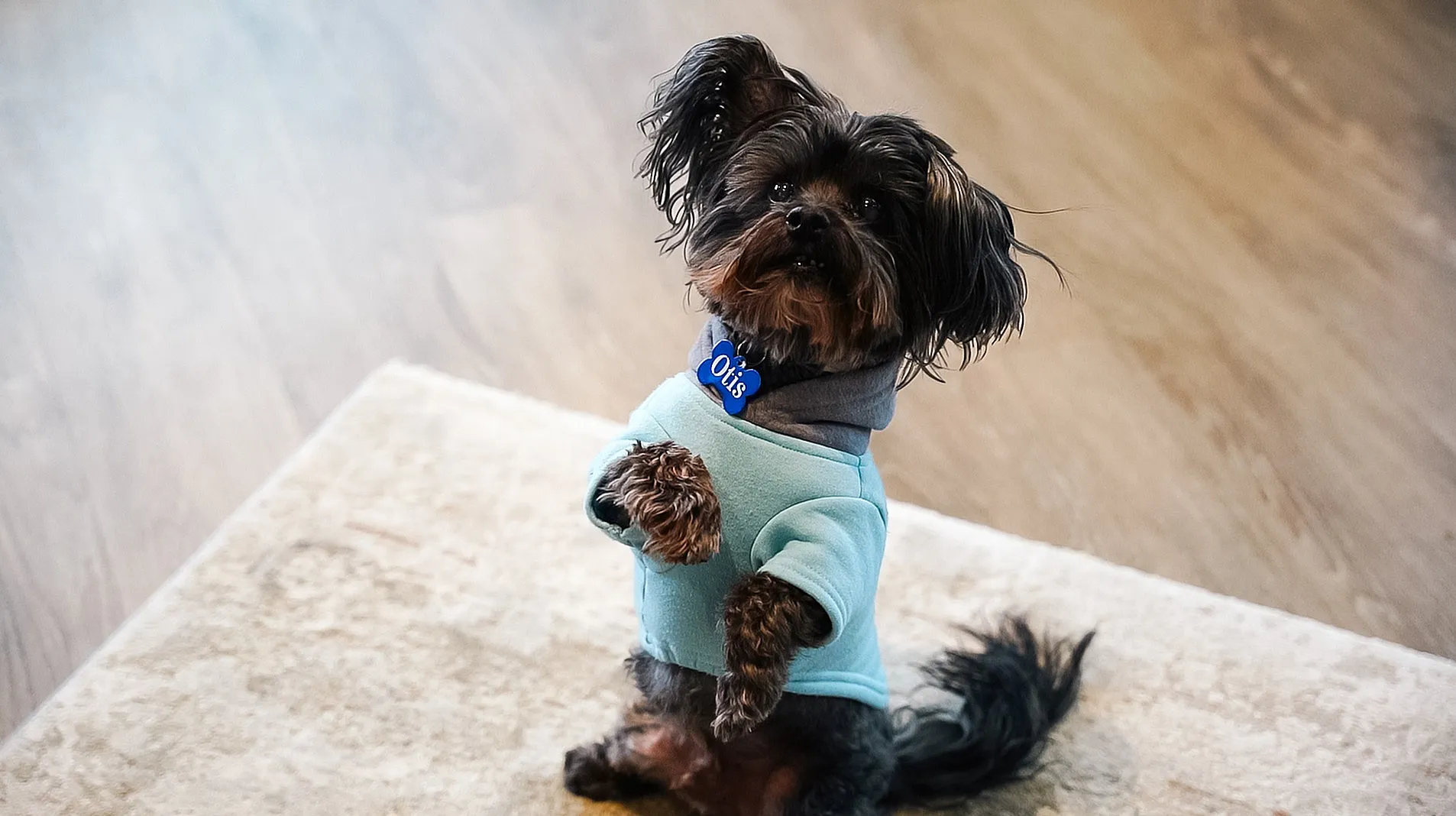 Adorable small dog wearing a light blue sweater, sitting on a textured rug with wooden flooring background.