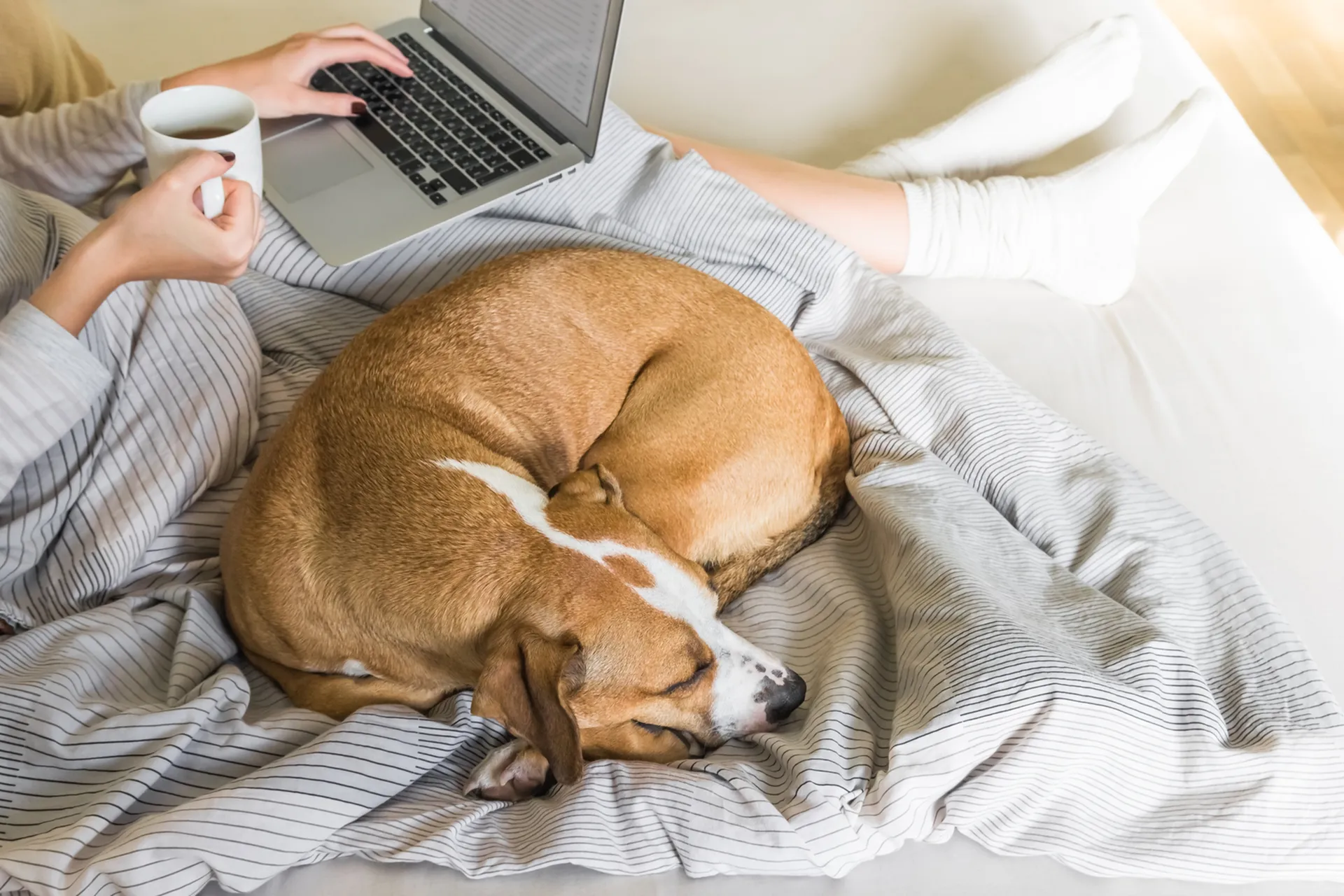 Cozy bedroom scene with a person working on a laptop, sipping coffee, and a dog comfortably curled up on a stylish striped blanket.