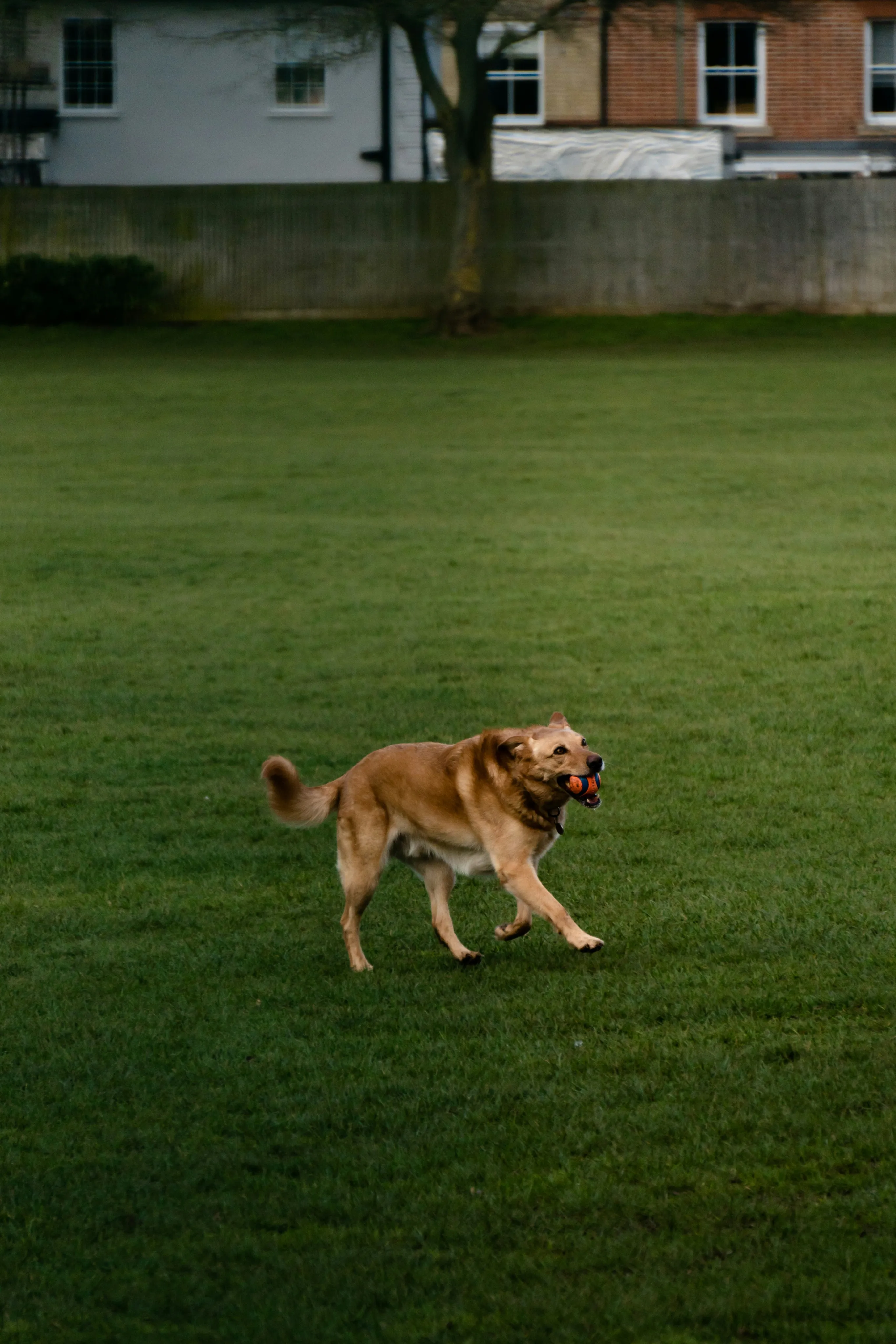 Joyful dog playing fetch in a spacious green backyard with charming homes in the background.