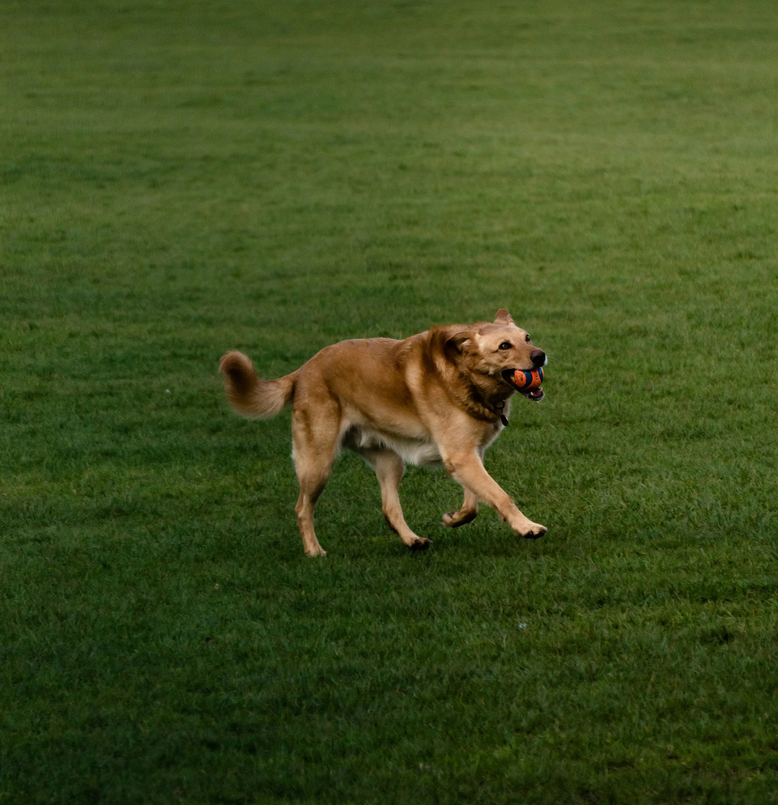 Charming scene of a happy dog playing fetch on a lush, green lawn, against a backdrop of quaint residential houses.