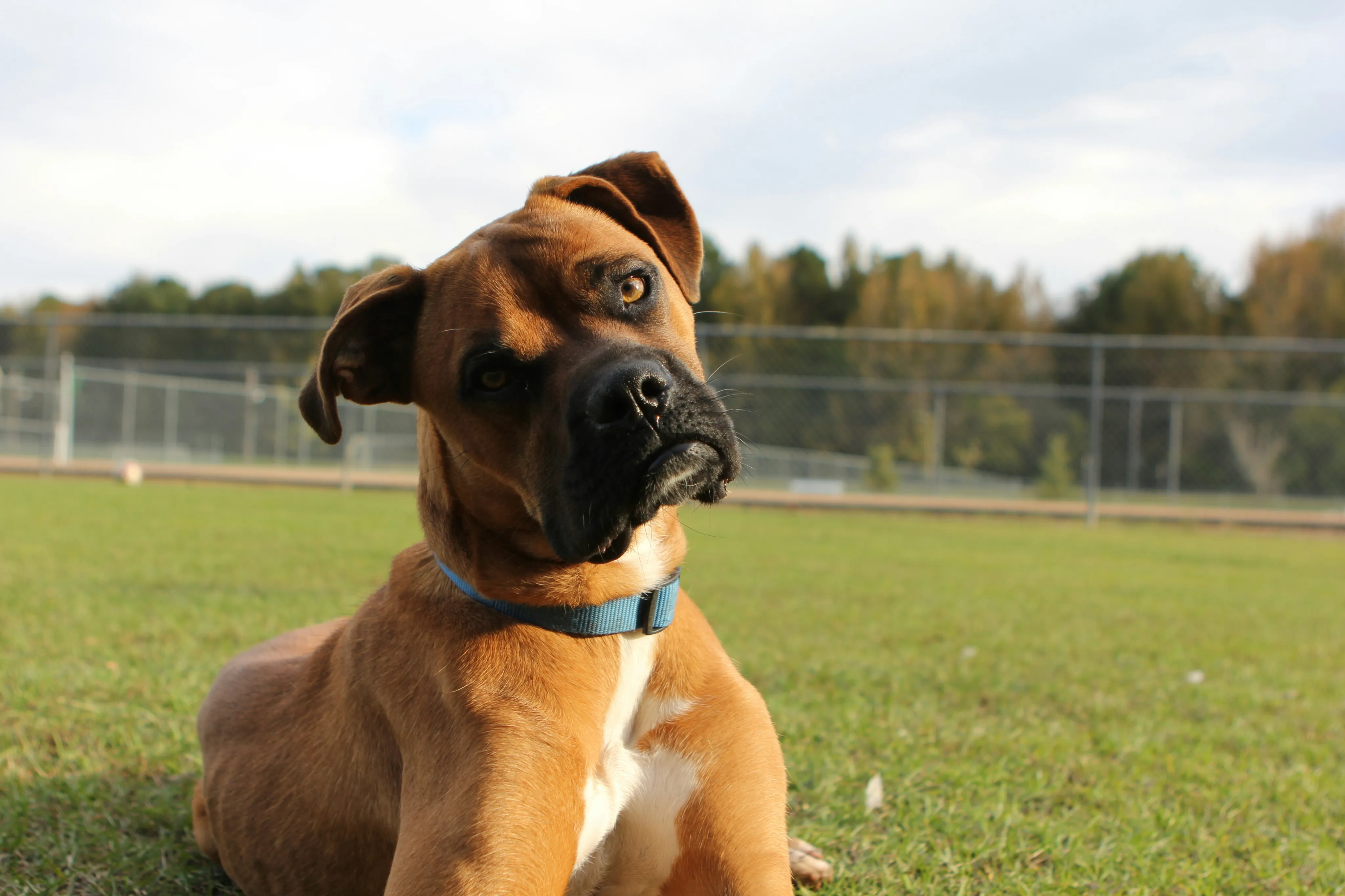 Adorable brown dog with a curious expression lying on green grass in a sunny outdoor park with a fence in the background.