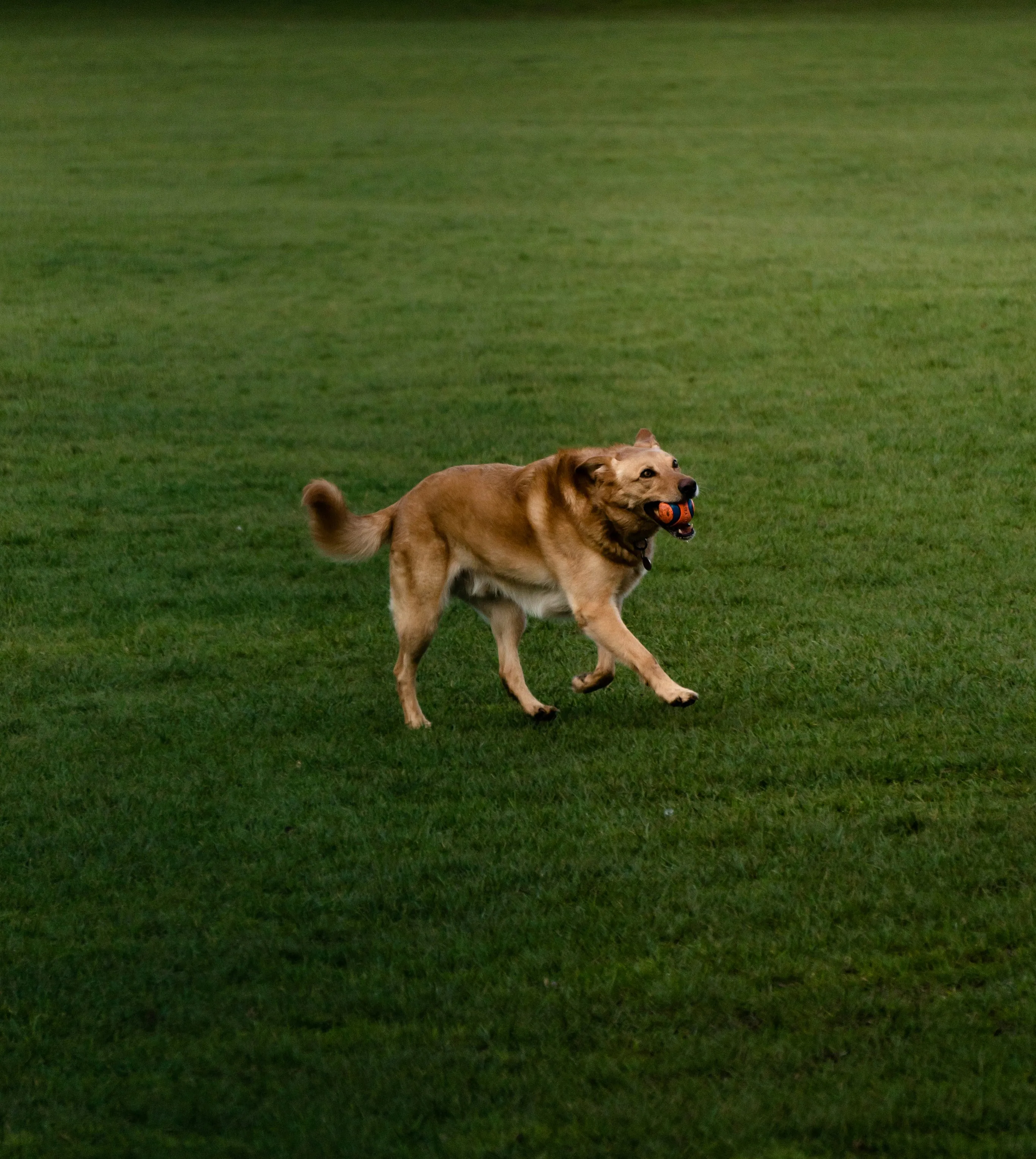 Charming dog joyfully playing with a ball in a spacious green park, with quaint houses in the background.