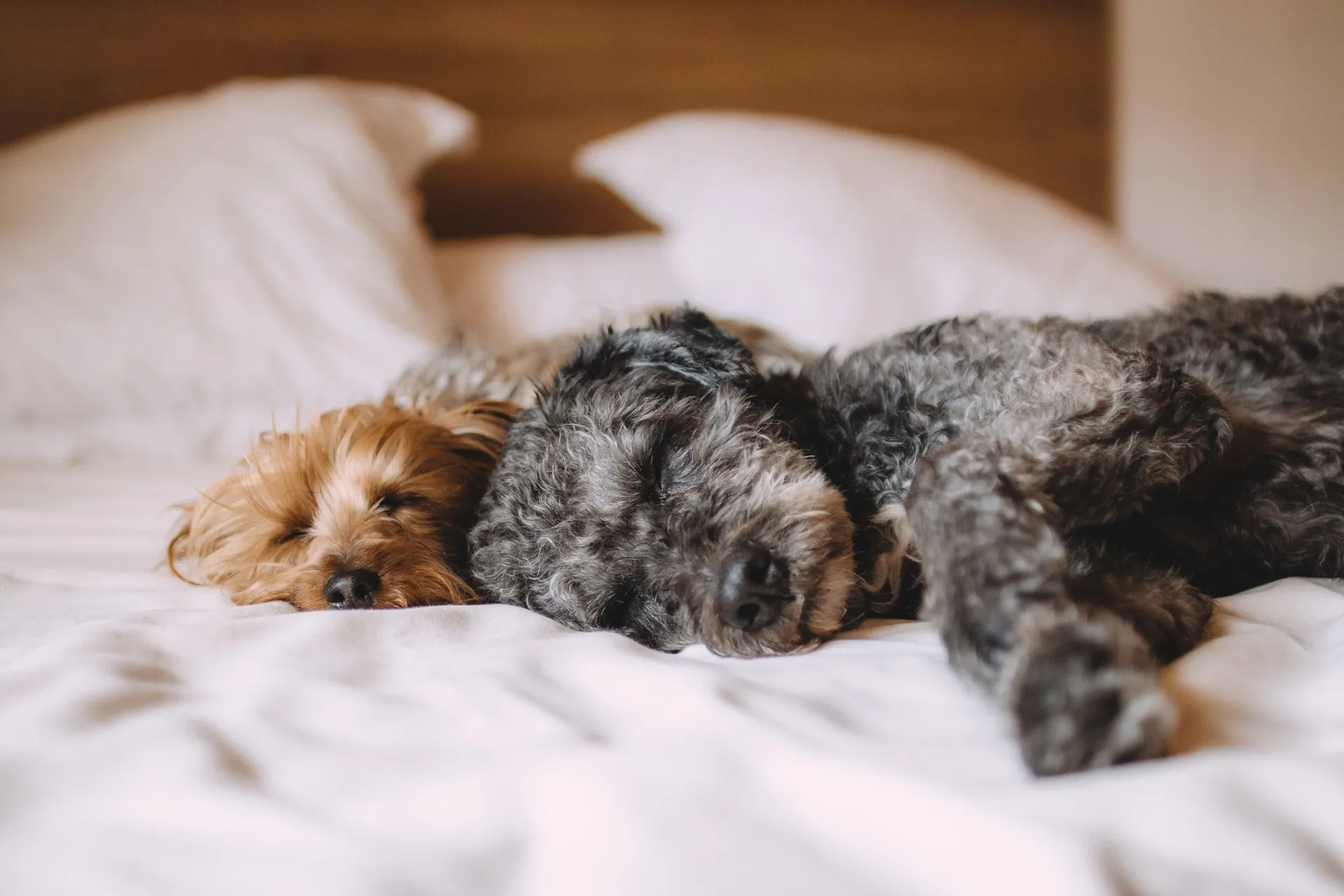 Cozy bedroom with two adorable dogs peacefully sleeping on a plush bed, showcasing a warm and inviting atmosphere.