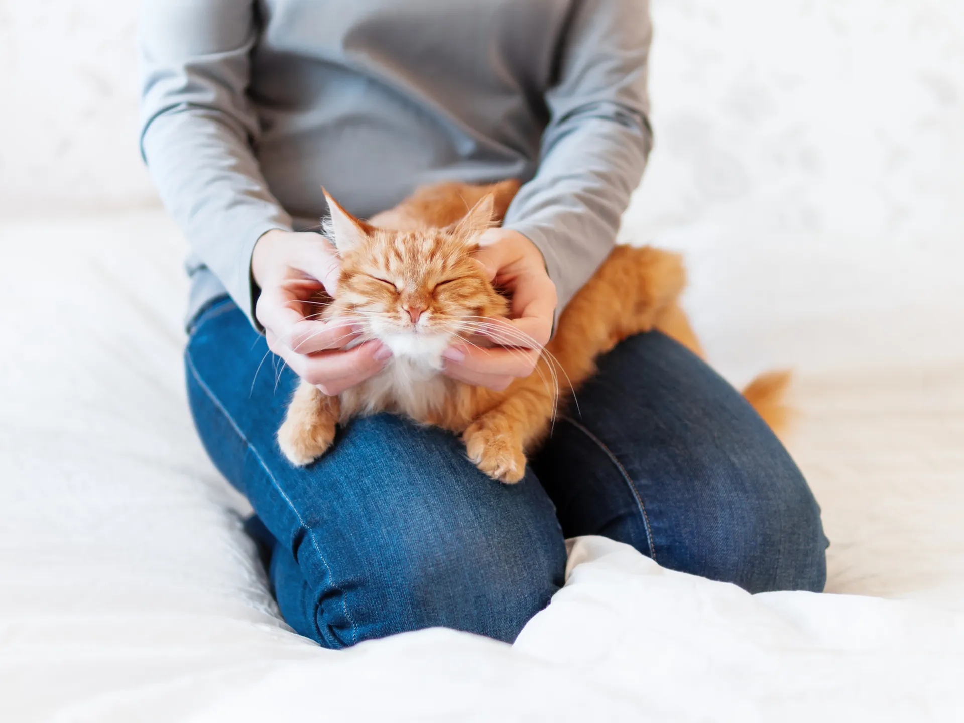 Warm and cozy moment with a content orange tabby cat enjoying gentle chin scratches on a white bed.