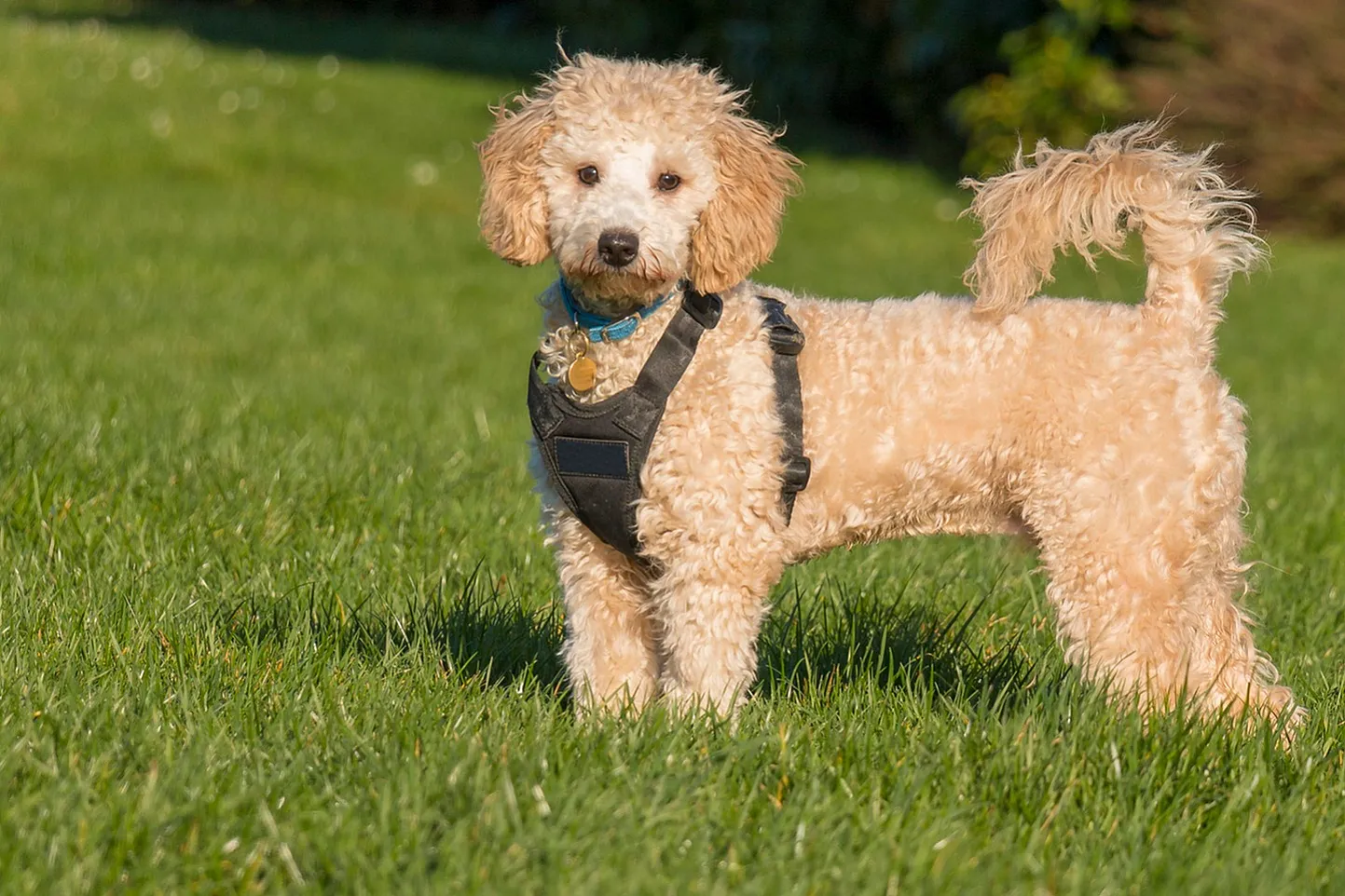 Adorable curly-haired dog wearing a harness, standing on vibrant green grass under clear skies.