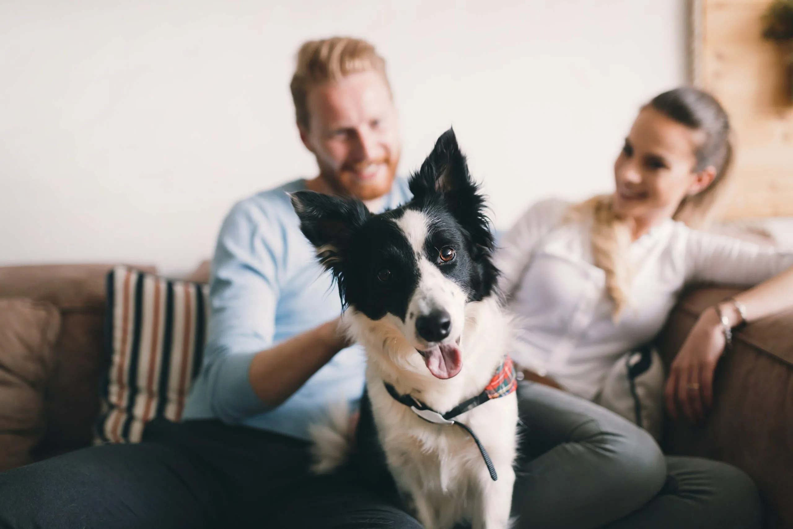 Cozy living room setting with a joyful black and white dog sitting between two smiling people, conveying warmth and companionship.