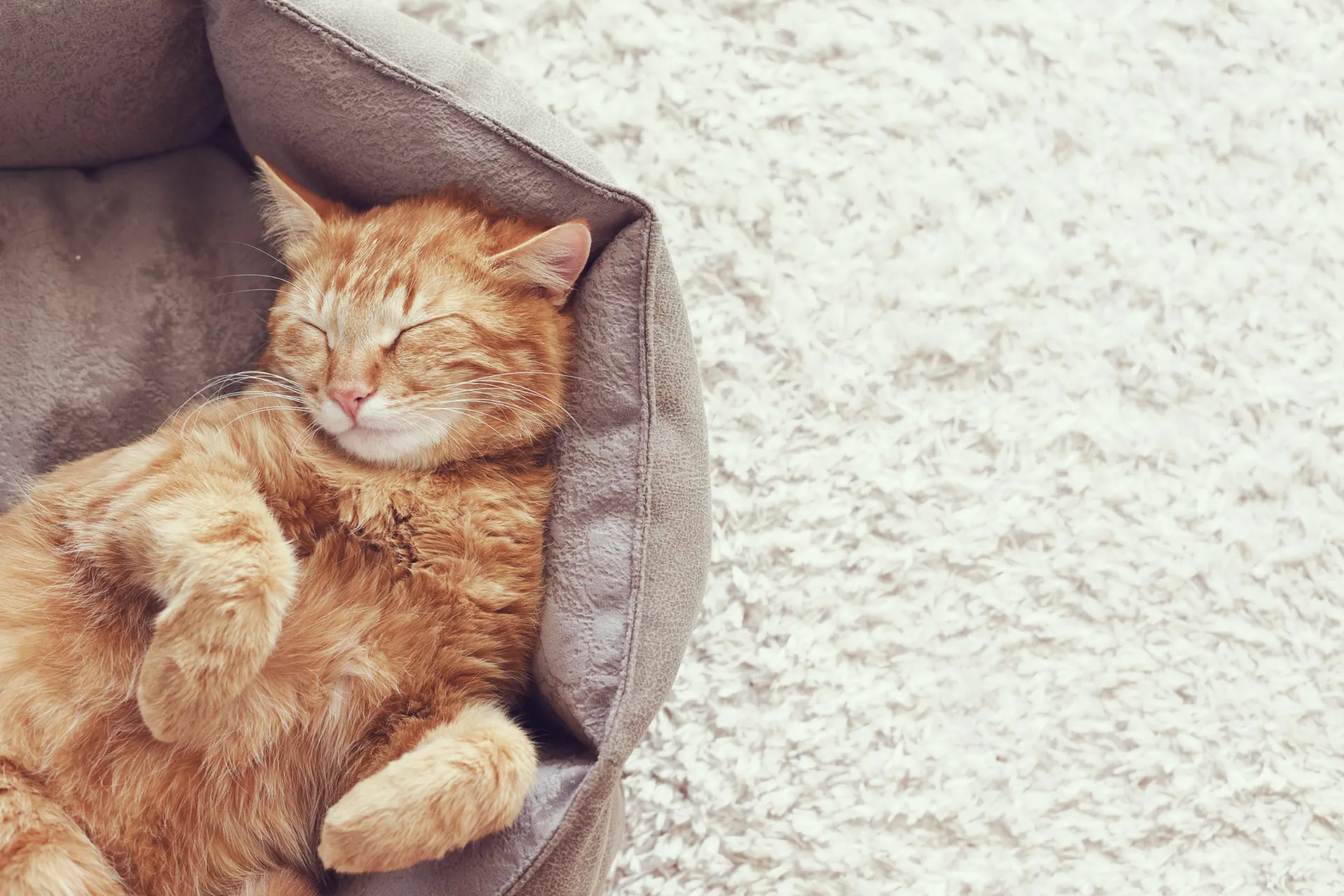 Cozy ginger cat peacefully sleeping in a plush bed on a soft, cream-colored carpet, radiating warmth and comfort.