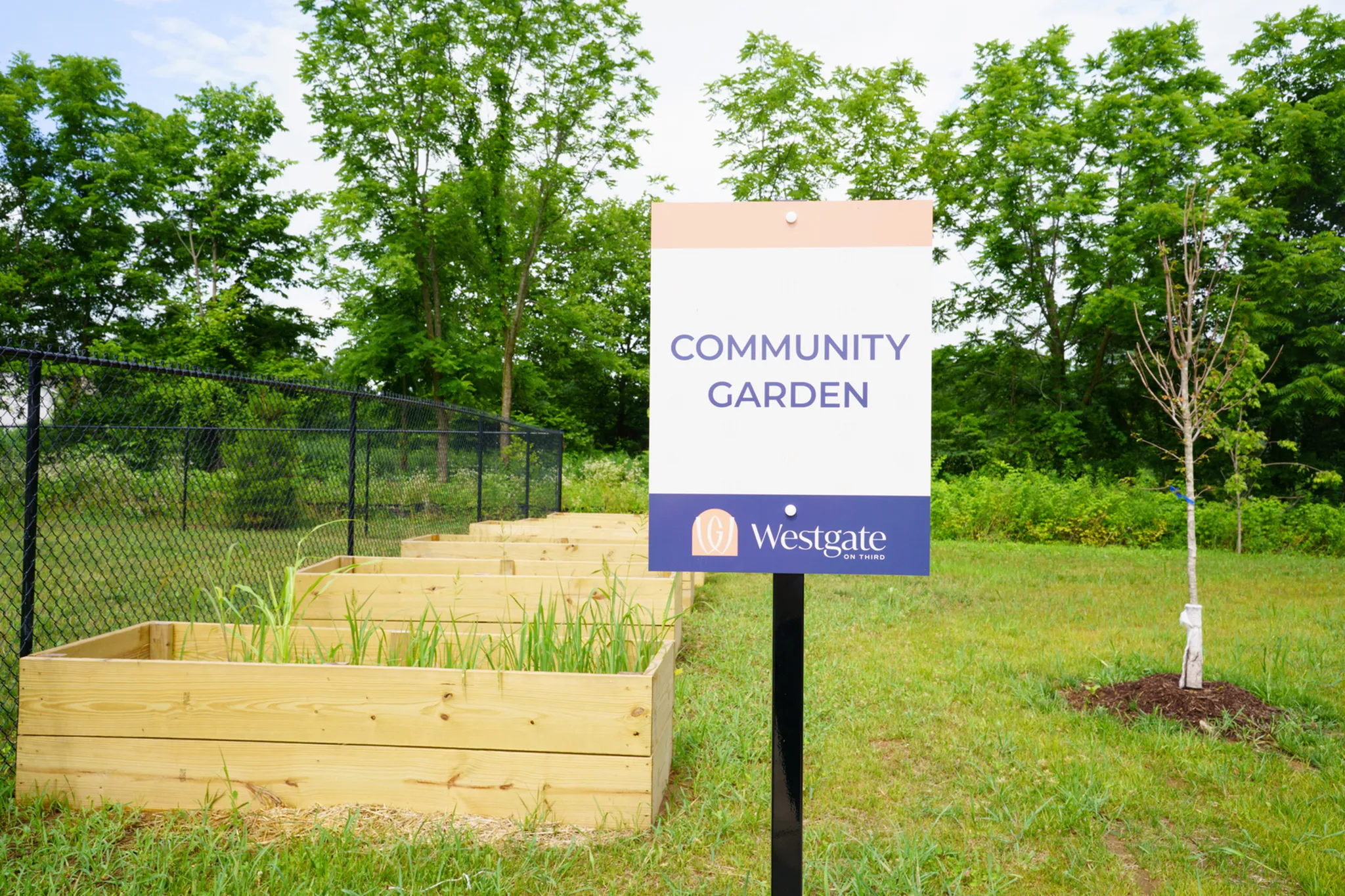 Lush community garden with raised wooden planters and green backdrop at Westgate on Third, perfect for gardening enthusiasts.