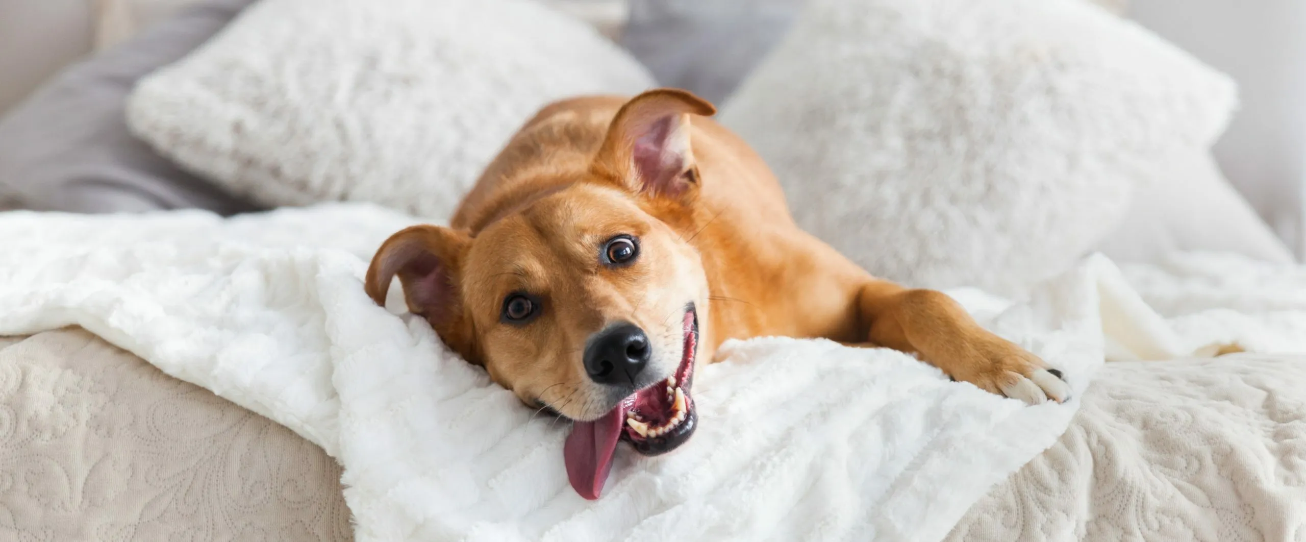 Happy dog lounging on a cozy, elegant bed with plush pillows, creating a welcoming and warm atmosphere.