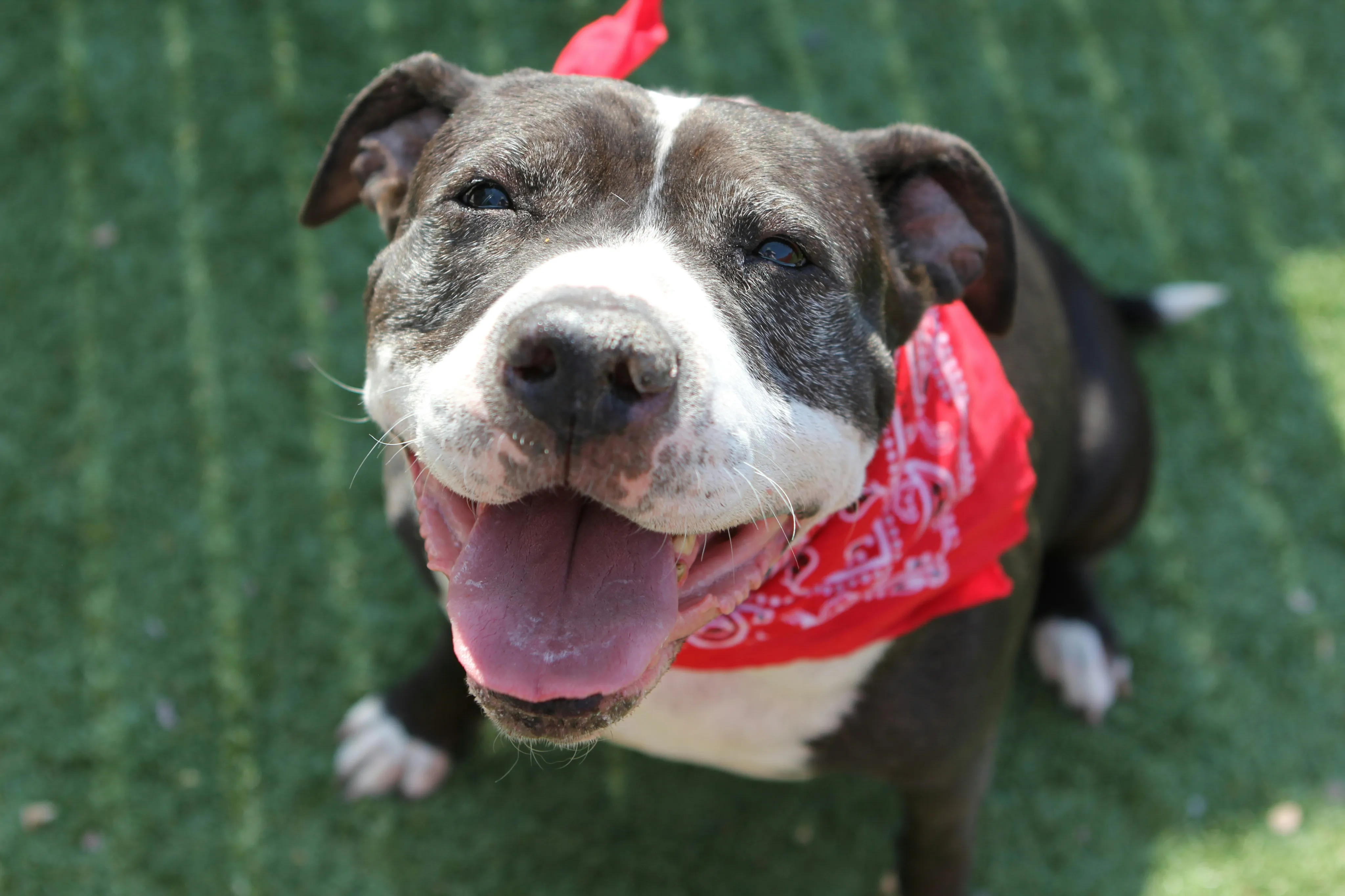 Adorable black and white dog with a red bandana, smiling joyfully on green grass.