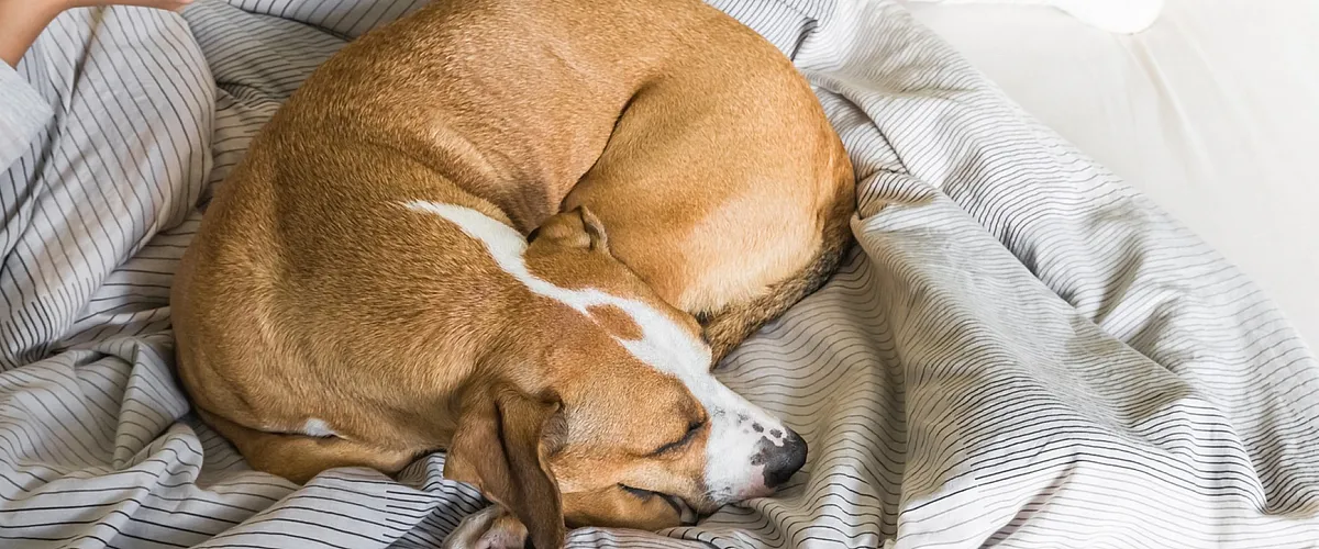 Cozy morning scene with a person relaxing on a bed, using a laptop and enjoying coffee, while a dog peacefully sleeps curled up on a soft striped blanket.