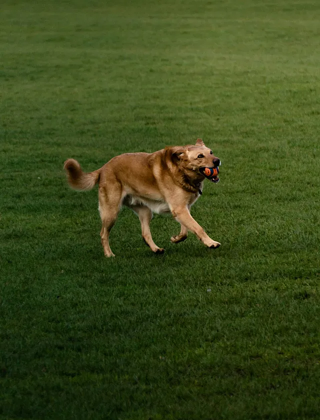 Charming golden dog joyfully playing fetch on a lush green lawn, perfect for pets.