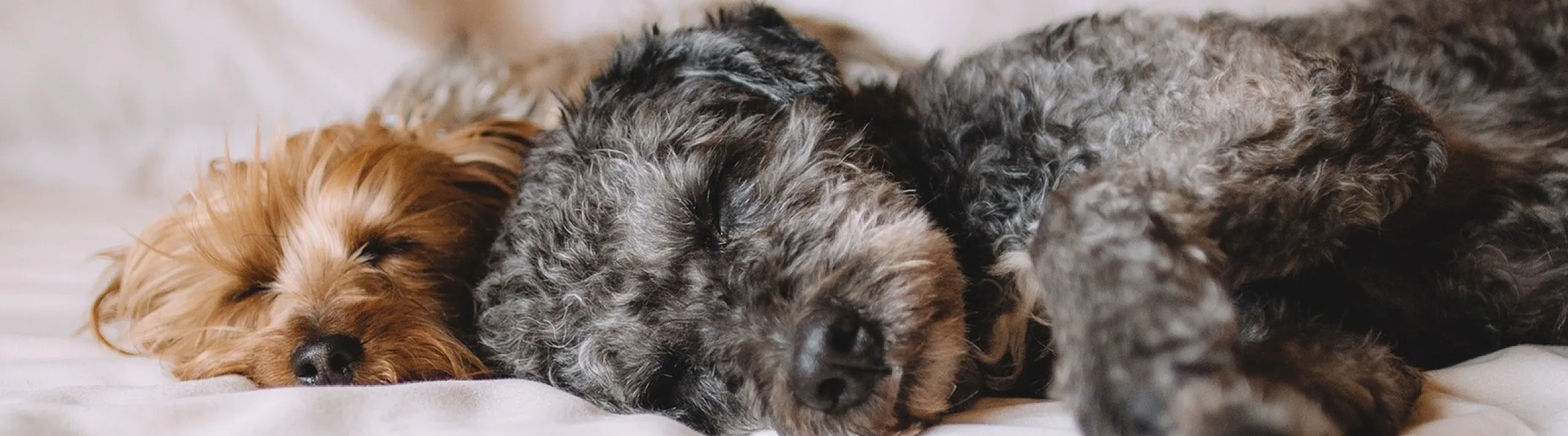 Cozy bedroom scene with two adorable dogs sleeping peacefully on a comfortable bed, showcasing pet-friendly living.